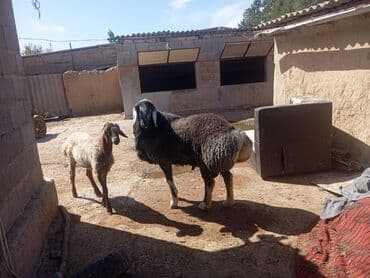 Продаю | Баран (самец) | Гиссарская | Для разведения, Для шерсти | Осеменитель
