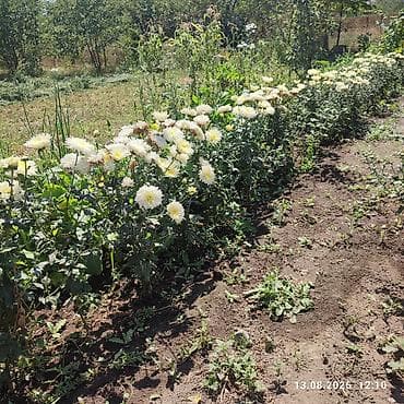 Хризантема садовая, белая с нежно‑лимонной серединкой (махровые — 2