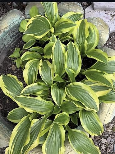 Хоста декоративная (садовые сорта) деленки по 300 сом - Многолетние