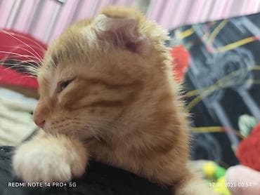 рысь кошка: Британская короткошёрстная, 1 месяц, Мальчик, Рыжий, Метис — 3