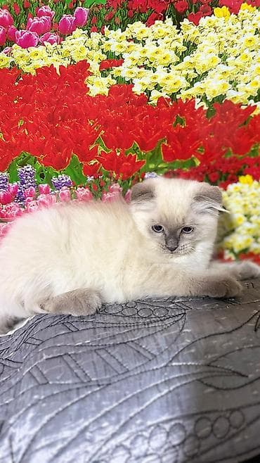 black cat: Скотиш Фолд (Шотландская вислоухая), 3 месяца, Мальчик, Проглистована, С прививками, Приучена к лотку — 2