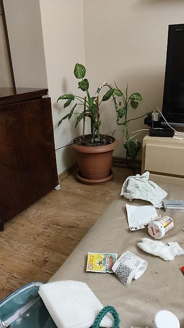 Диффенбахия