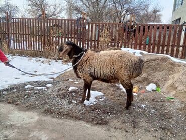 ош ишкаван: Сатам | Кочкор (эркек) | Арашан | Көбөйтүү үчүн | Жасалма жол менен боозутуу — 2