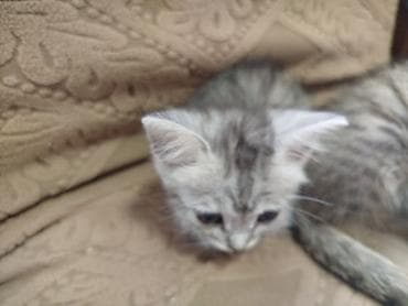кошка серый: Кошка даром: Беспородная, 2 месяца, Девочка, Приучена к лотку — 4