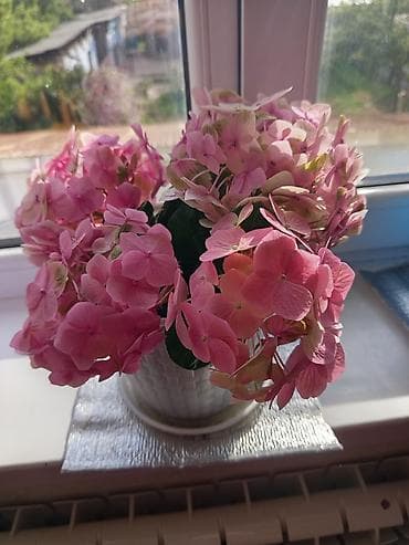 алоэ вера: Гортензия комнатная (Hydrangea macrophylla) в кашпо - Окрас соцветий — 1