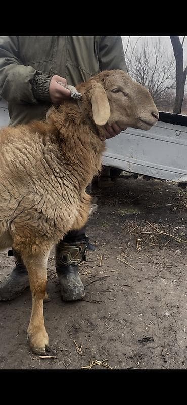 кыргыз довот ит: Сатам | Козу, Кочкор (эркек) | Арашан | Көбөйтүү үчүн — 6