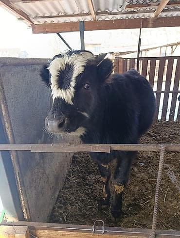 Proton: Сатам | Бука (эркек) | Бордоп семиртүү үчүн — 4