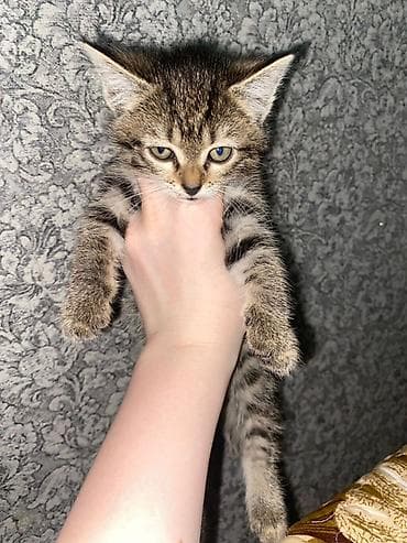 котята мейн кун бесплатно: Котята-домоседы, короткошёрстные, окрас на выбор: - серо-белый биколор — 3