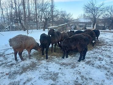 чип для животных: Продаю | Овца (самка) | Для разведения | Матка — 1