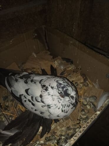 сх животные и товары: Продаю голубей все вольные есть и закрытые на продажу есть и самцы и — 5