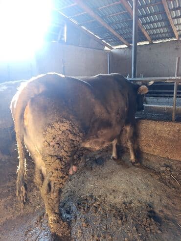 кролик декоративные: Продаю | Бык (самец) | Полукровка | Привязанные — 3