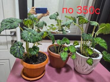 кастрюля большая: Спатифиллум (Spathiphyllum) в декоративном кашпо - Крупный, густой — 30