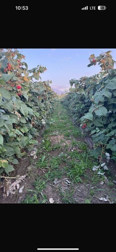 печка для отопления бишкек цена: Саженцы малины (корневые отпрыски) - малина из плодоносящей — 2