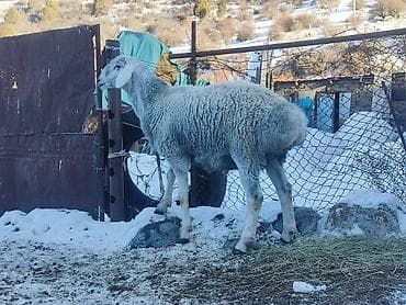 кичинекей мышык: Сатам | Ургаачы кой (ургаачы) | Көбөйтүү үчүн — 7