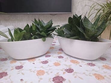 купить домашние цветы в горшках: Внимание продаю комнатные растения в горшках (ПОДХОДЯТ ДЛЯ ОЧИСТКИ — 3