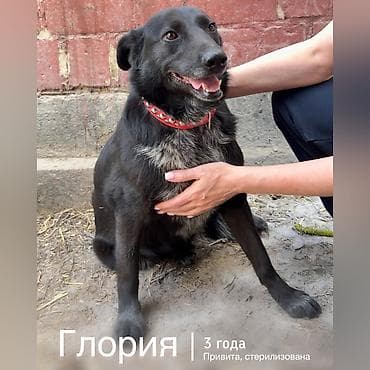 ит машке: Собака даром: Дворняжка, 3 года, Самка, С прививкой — 1