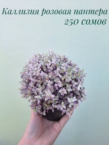 газон готовый: ● Комнатные растения (укоренённые черенки, молодые растения, взрослые — 17