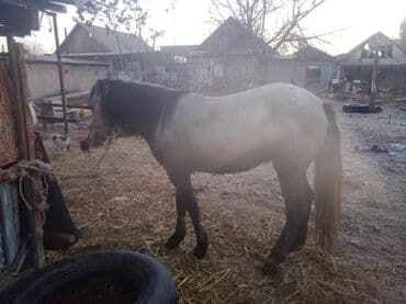 стаффордширский терьер купить: Сатылат Семиз бышты — 6