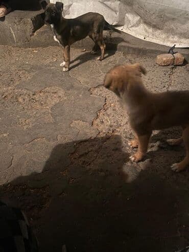 продам собаку: Овчарка, 2 месяца, Самка — 20