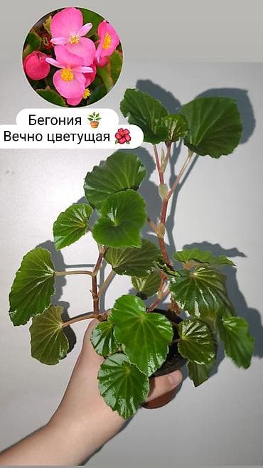 бегонии: Продаю комнатные растения, цветы Пассифлора Бегония крылья ангела — 10