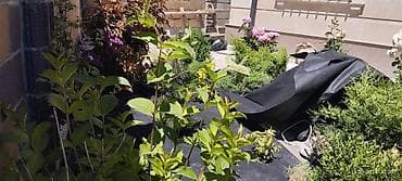 headhunter kg: Профессиональное озеленение и устройство декоративных садов Что — 1