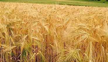 тынчтык ж м: 100 соток Айыл чарба үчүн — 1