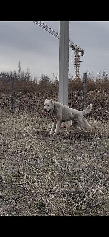 Продается крупный алабай вес 60 65 холка 95 хорошо дерётся — 3