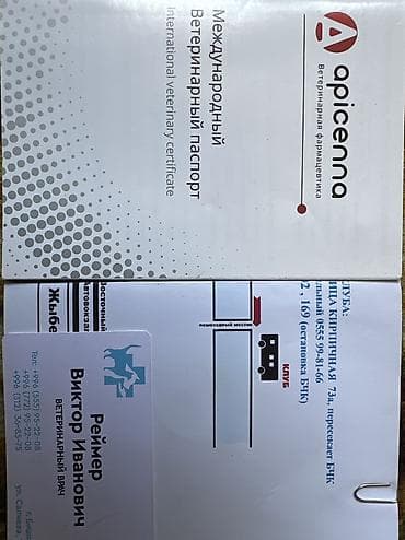 матки пчел: Немецкая овчарка, длинношерстный. Надо проучить агрессивная собака В — 6