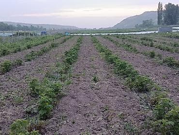 80: 115 соток, Для бизнеса — 7