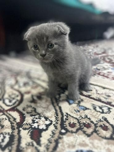 голубей: Скотиш Фолд (Шотландская вислоухая), 1 месяц, Девочка, Голубой, Приучена к лотку — 3