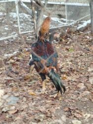 оборудование для кур: Дакан короз сатылат активный алмашу жолдору бар жемге жугоруго — 6