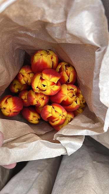 тулпар базар: 🌷 Нежный букет из тюльпанов — идеальный подарок для тех, кого вы — 4