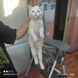 отдам котят в добрые руки: 2 месяца, Девочка, Приучена к лотку, Проглистована — 4