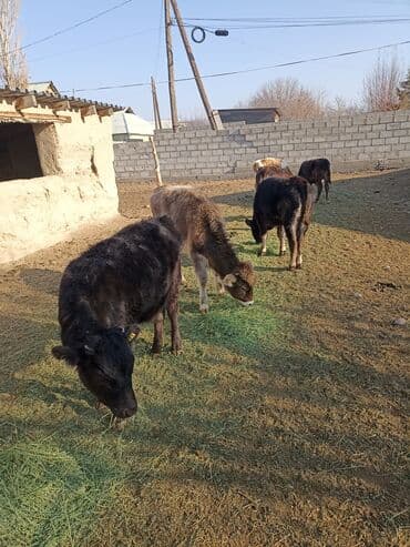 кормовой сабиз: Продаю | Корова (самка) | На откорм | Привязанные — 3