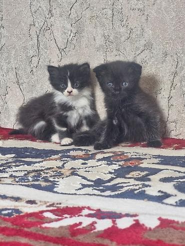 Котята, помет из трех малышей: - Черно-белый котёнок с белой грудкой и