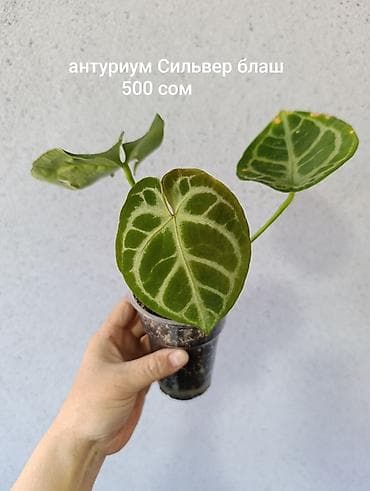 лабубу фото и цена: Продажа сортовых комнатных растений, цены и названия указаны на фото — 8
