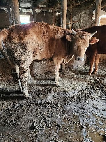 я ишу карову: Продаю | Тёлка — 3