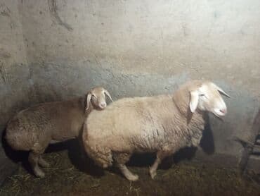 переноска для животных: Продаю | Овца (самка) | Для разведения | Матка — 2