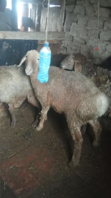 черная овчарка купить: Продаю | Овца (самка) | Для разведения — 5