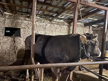 бир: Сатам | Бука (эркек) | Бордоп семиртүү үчүн | Байланган — 3