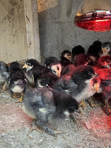 Продаю | Цыплята | Для разведения