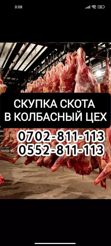 сельскохозяйственные животные продажа: Куплю | Лошади, кони | Самовывоз, Бесплатная доставка — 1