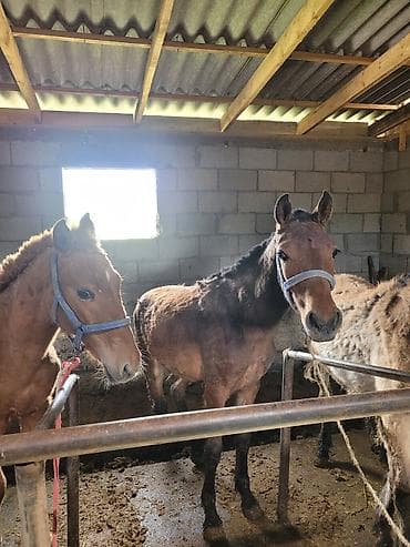 продам корову: Байланган тайлар — 4