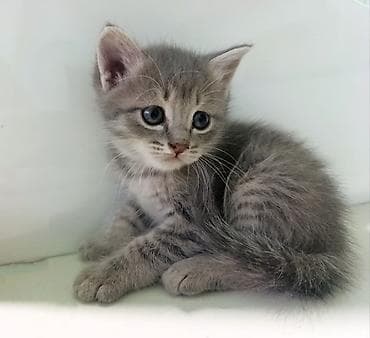 scottish fold: Котята домашние, возраст 1,5 месяца окрас: серый (дымчатый) и — 4