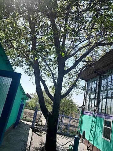 дуб дерево: Крупное ореховое дерево (грецкий орех) на приусадебном участке. - — 1