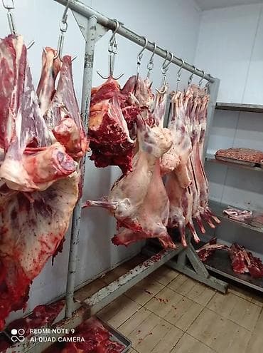 блендер для мяса: Ищу работу - Обвальшик опытом работы 7 лет . Говядина баранина — 1