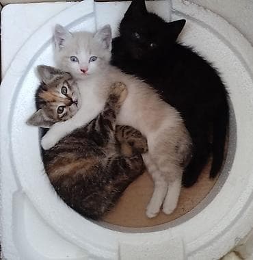 кошки бишкек купить: Отдам в надёжные руки замечательных котят. Кушают все — 1