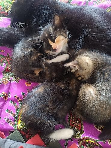 черепаховая кошка цена: Котята домоседы, короткошерстные и пушистые, из одного помёта. отдам — 4