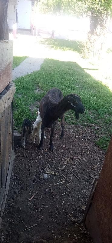 швицкая порода: Продаю | Коза (самка) | Для разведения — 1