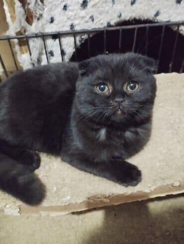 Грызуны: Шотландские вислоухие котята (Scottish Fold) - Окрас: черный — 2